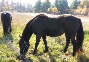 Horses enjoying a fall pasture