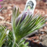 Prairie Smoke