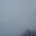 Wild Geese